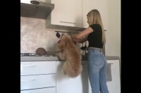 「ごっはん！ごっはん！！」待ちに待った時間がやって来て嬉しさ全開のプードル【海外・動画】