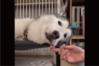 舌を出したまままどろんでいるハスキー犬。舌の収納をお手伝いする様子が話題に「ちゃんとしまえてお利口さん」「そのお手伝い最高」