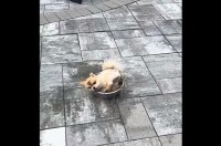 水遊び大好き！子犬が水飲み用のボウルをプールにしちゃった！？【アメリカ・動画】