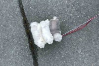 ぴったりくっついておさんぽする愛犬たち。握り寿司のように並ぶな姿が話題に「ネタ乗せ待ちのシャリ3貫」「どれも美味しそうで撫で回したいです」