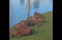 後ろから近寄って・・なでり。カピバラと獰猛そうな鳥のほっこりやり取りを目撃！【海外・動画】