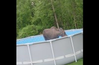 水遊びがしたかった？庭のプールに水を張っていると・・その中にヘラジカが！！【アメリカ・動画】