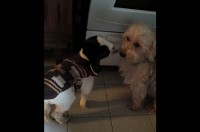 仲良しな2匹の愛犬・・ではない！？片方は子ヤギだ！！【海外・動画】