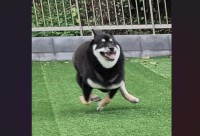 黒柴は手足が忙しそう！？走り回る姿が話題に「絡まりそうですね」「時空が歪んでない？」