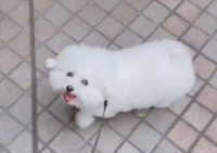 飼い主さんもおさんぽが楽しなっちゃう！チラッチラッと楽しんでるか確認してくるビションフリーゼがかわいすぎる「イイコチャンすぎる」「優しい」