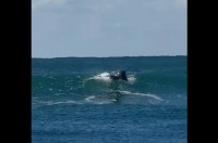 イルカがサーフィン！？波を自在に乗りこなす姿を目撃！！【海外・動画】