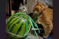 猫がスイカで揉めている？スイカの前で対峙する姿が話題に「負けられない戦い」「ネコパンチでスイカ割り対決ですか？」