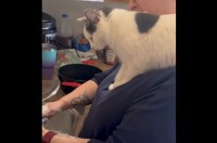 まるで監督！飼い主さんの肩に登って皿洗いの様子をジーッと見守るネコがかわいい【アメリカ・動画】