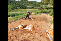 ふかふかの籾殻がお昼寝のベッドだ！熟睡する柴犬たちが話題に「酵素風呂だ！」「こんなに広いのに2匹は同じところでお休み」