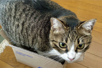 収まりきってない？小さなダンボール箱に入ろうとしているネコが話題に「あれぇ？この箱、ちっちゃくなったぁ？」