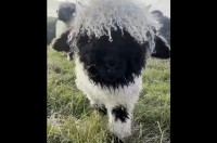 もふもふな子羊がトコトコ迫って来る！愛くるしさ満点の光景に「美しい天使」「尊い」の声