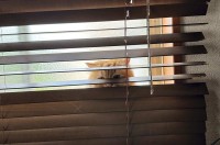 愛猫がいないので探したら・・、ブラインド裏で張り込んでいるところを発見！！「アンパンお持ちしました！！」「あれがホシニャ」