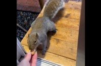 順番待ちしているリスたち。そのお目当ては・・大好きなアーモンド！【アメリカ・動画】
