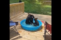 せっかくならみんなで楽しく遊んで！プールで4匹の子グマがきょうだい喧嘩を始めちゃった！？【アメリカ・動画】