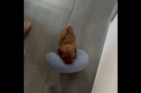 お気に入りの枕をくわえてトコトコ。子犬のかわいすぎるナイトルーティン【海外・動画】