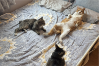 寝室に集まったネコたちが妙に静か。様子を見に行った時の様子が話題に「説法中なのじゃが、何か用？って感じですね」