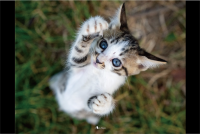 変身しちゃうの！？ネコが既視感のあるポーズをしていると話題に「シュワ〜ッチ！」「かわいい〜」