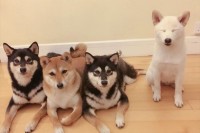 【可愛いすぎる柴犬4姉妹】その中の1匹が集合写真をいつも台無しにして面白かわいい(笑)