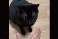 優しくかぷっ！飼い主さんの手をゆっくり噛むネコの動きが話題に「味わっているんですかね」「カプって音が聞こえそう」