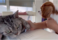 見えない！書けない！手が重いんです！ペンを持つ手を押さえつけているネコに「真剣な顔で邪魔してる」「まったりとした雰囲気がいい」