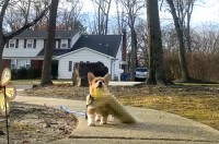 一生懸命何かを咥えて走ってくるコーギーちゃん！とってもお利口さんでかわいい子