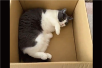荷物が届いたら・・、早速段ボールをチェック！入念なネコに「ゴロゴロしてかわいい」「職人のチェックは早いね」