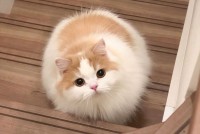 ネコが階段で待ち構えている！毛玉すぎる愛らしいフォルムとつぶらな瞳に反響「写真から伝わるモフモフさ」「待ち構えられていたい」