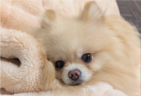 飼い主さんがこっそりお菓子食べてるのを発見！ポメラニアンのリアクションに「衝撃力が凄かったんでしょうね」「お見通し」