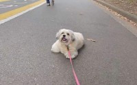 歩きたくなーい！おさんぽ中にゴロンとして歩くのを拒否する愛犬の姿が話題に「単に立ち止まるだけかと思いきや」「最高にかわいい」