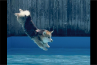 飛び込みフォームが綺麗すぎる！コーギーがプールに飛び込む瞬間を捉えた写真が話題に「角度が素晴らしい」「犬リンピック水泳代表」
