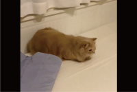 ネコのおしりふりふりがかわいすぎる！ダッシュする直前の行動が話題に「ずっとみてたいオシリ」「ふりふりかわいい！」