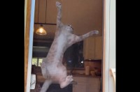 網戸にのぼっていたネコにピンチ！降りようとしたら・・爪がひっかかっちゃった！！【アメリカ・動画】