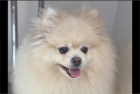 心まで洗われた？ポメラニアンのトリミングのビフォーアフターが話題に「表情もビジュもまん丸になってる」