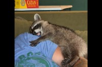 飼い主さんの腕にギュッと抱きついてウトウト。ヨダレを垂らして眠るアライグマの赤ちゃんがかわいすぎる！【アメリカ・動画】