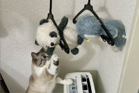 愛猫のお友達をお風呂に入れたら・・。なんとか助けようと奮闘する姿が話題に「必死でかわいい」「優しい子」