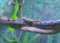 獲物を狙う大蛇！仕留めたと思ったその時！思いもよらぬおっちょこハプニングが！