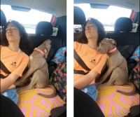 自分を人間だと思い込んでる？ドライブ中にお姉ちゃんに寄り添ってお昼寝する子犬。そんなふたりの姿が尊い