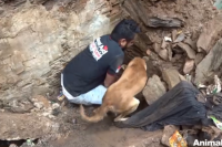 母の愛は偉大！生き埋めになってしまった子犬を必死で救出しようとする母犬の姿に心打たれる