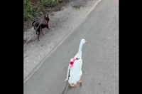 愛犬と一緒におさんぽ中の白い影！トコトコ走るのは・・アヒルだ！！【海外・動画】
