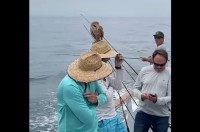 海上の釣り船にお客さんがやって来た！？釣り人の帽子にピタッと止まったその小さな影は・・メンフクロウ！？【アメリカ・動画】