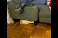 フレンチブルドッグがソファの下に潜りこんだ理由。バタバタしながらお宝と一緒に這い出てきたぞ！！【アメリカ・動画】