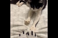 一緒にコネコネ！ネコ柄の靴下を履いて飼い主さんもネコのマネをしてみた！【海外・動画】