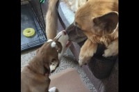 一緒に遊ぼ！全力アピールする子犬とそれを静かに見守るおばあちゃん犬【アメリカ・動画】