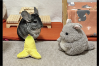 「そこ、バナナあるから気をつけてね」とチンチラがぬいぐるみに伝えている？かわいいツーショットに反響