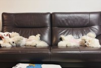 さっきまで違う寝方だったのに・・。振り返る度に変わっているビションフリーゼたちの寝相がかわいすぎる！