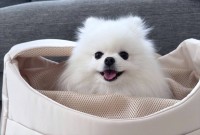 お出かけかな？とワクワクしているポメラニアン。しかし、お出かけできないと悟り・・、その表情の変化に反響