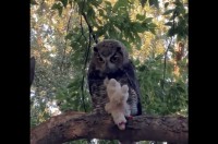 愛犬のぬいぐるみをフクロウが奪った！？木の上で見下ろされ困った状況と3週間後の展開【アメリカ・動画】