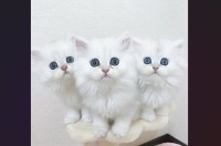 ネコ版ケルベロスがあらわれた！おそろしいほどにかわいいその姿が話題に「かわいすぎて地獄の番猫になれない」「かわいいが大渋滞してますねぇ！」