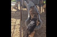 すべり台に夢中の愛犬たち。押し合いながら駆け上がると・・一緒にス～ッとすべり降りてきた！【アメリカ・動画】