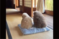 しれっとおやつを横取り!?仲良く並んでいたトイプードルたちの一瞬のやりとり「こんなにかわいく並んでたのに」「2人でおやつ見つめてる背中が最高」